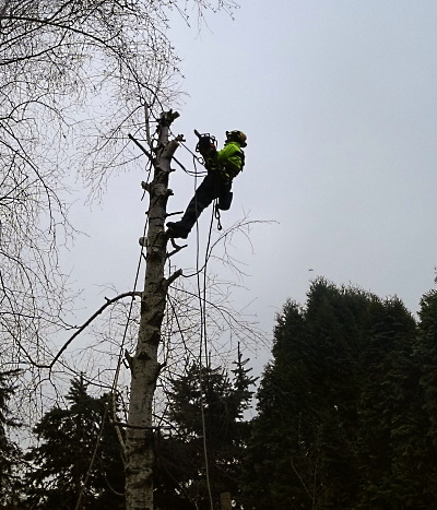 Wycinka, wycinanie drzew metodą alpinistyczną Warszawa
