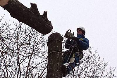 Wycinka drzew metodą alpinistyczną, pielęgnacja drzew Warszawa